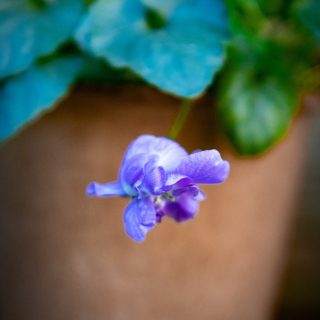 Notre conseil jardin avec les violettes de Toulouse en Automne :

C’est l’une des deux saisons idéales (avec le printemps)
pour prélever les stolons et bouturer la fleur !

#lamaisondelaviolette #violettes #violettesdetoulouse #àtoulouse #fleurs #fleurdeviolette #visiteztoulouse #entrepreneuse #entrepreneusetoulousaine #culture #artisanatfrancais #madeinoccitanie #occitanietourisme #fleur #jardin #jardinage