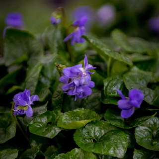 Pensez à bien laisser vos Violettes à l’ombre, à l’abri du vent en attendant la floraison qui arrivera avec les premiers froids ! 

#lamaisondelaviolette #violettes #violettesdetoulouse #àtoulouse #fleurs #fleurdeviolette #visiteztoulouse #entrepreneuse #entrepreneusetoulousaine #culture #artisanatfrancais #madeinoccitanie #occitanietourisme #fleur #jardin #jardinage