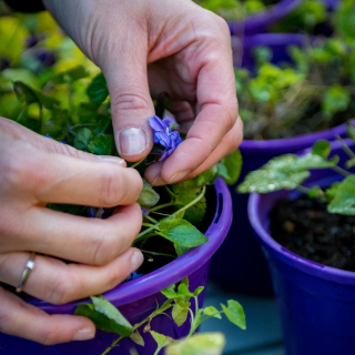 Après la taille cet été, la fleur s’éveille doucement pour préparer les prochaines floraisons (en janvier)

#lamaisondelaviolette #violettes #violettesdetoulouse #àtoulouse #fleurs #fleurdeviolette #visiteztoulouse #entrepreneuse #entrepreneusetoulousaine #culture #artisanatfrancais #madeinoccitanie #occitanietourisme #fleur #jardin #jardinage