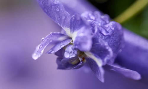 Fête de la Violette les 22 & 23 février à Toulouse !